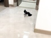 返场护士小夫妻情趣游戏互换互插6P极度淫乱