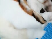 夫妻居家啪啪骚女穿上情趣护士装舔弄口交 性感大屁股骑坐猛操特写套弄