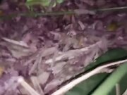 小淫娃 深夜带俩炮友野外激情 铺个芭蕉叶就地上干 射一次就给舔硬 终于被干尿了