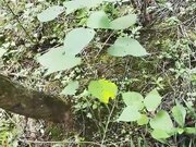 两男一女户外调情勾搭专往没人的小树林里走 两骚男把小少妇扒光激情口交