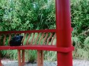 少妇身材娇小 大白天来到户外撅着屁屁被小哥无套猛怼 紧张刺激 最后口爆