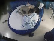 精品特色酒店情趣房偷拍猥琐卷毛哥后射呻吟很大好身材女友