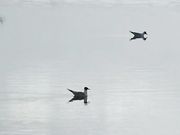 相约中国超级模特伊丽莎白之西行游记高清原版