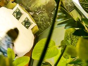 自然房打扮挺潮有点拽的大奶美眉与饥渴小胖开房约炮开始有点矜持等干上了比谁都浪女上位坐个不停操完穿衣就走