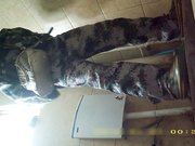 某站最新流出女厕高清露脸几个高颜值美眉戴名表潮妹的卫生纸擦完鼻子再擦逼