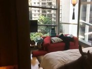 外企富婆淫荡约两个身材魁梧的黑人玩3P听这尖叫声是真爽了