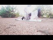 若隐若现稀疏毛毛揉搓起来非常娴熟